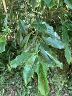 Image of Itea parviflora Hemsl.