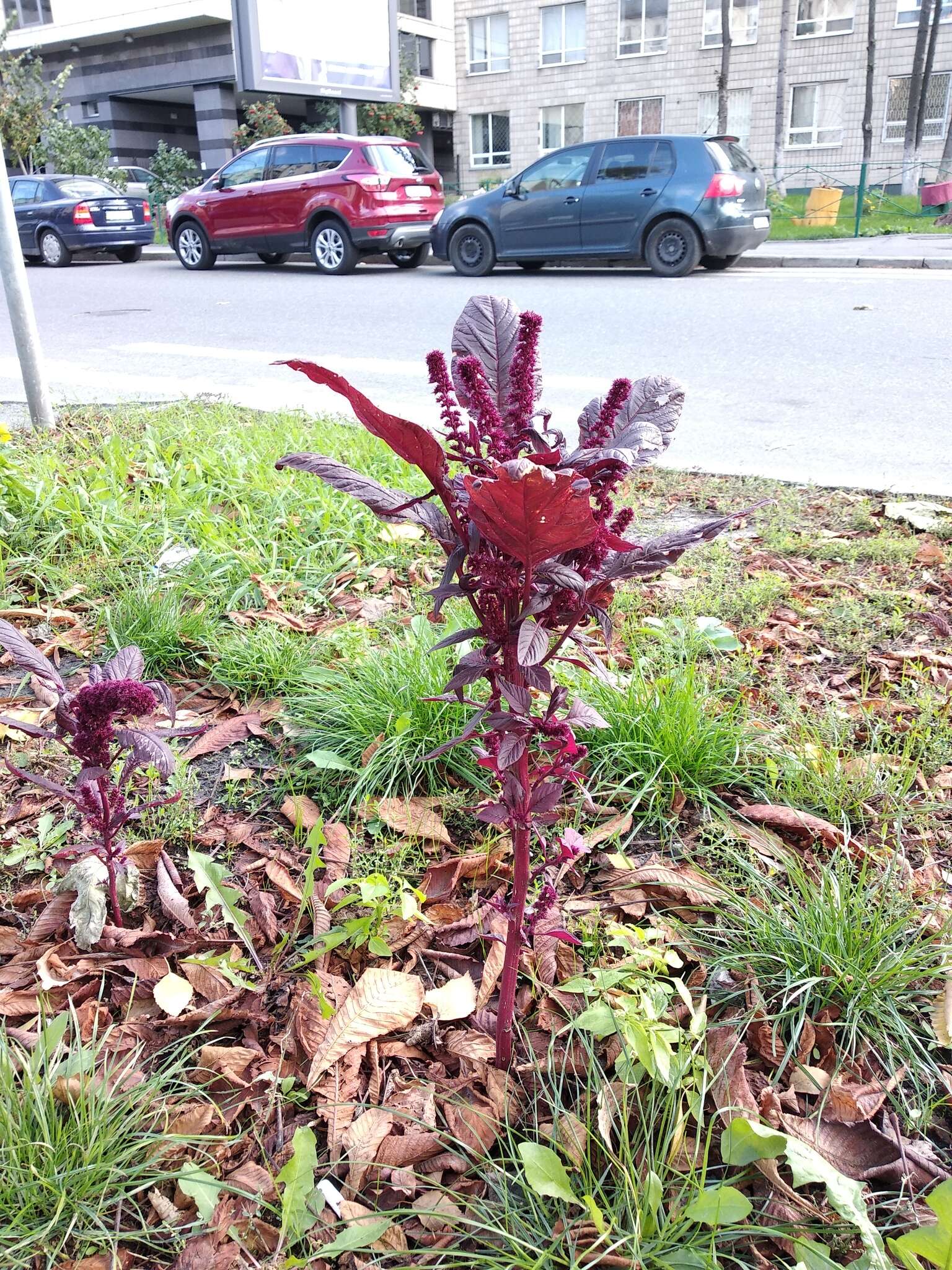 Plancia ëd Amaranthus hypochondriacus L.