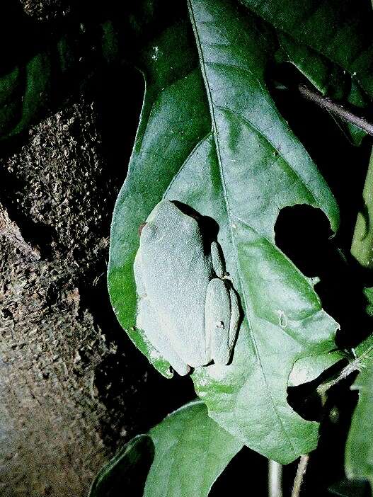 Image of Jayaram's bush frog