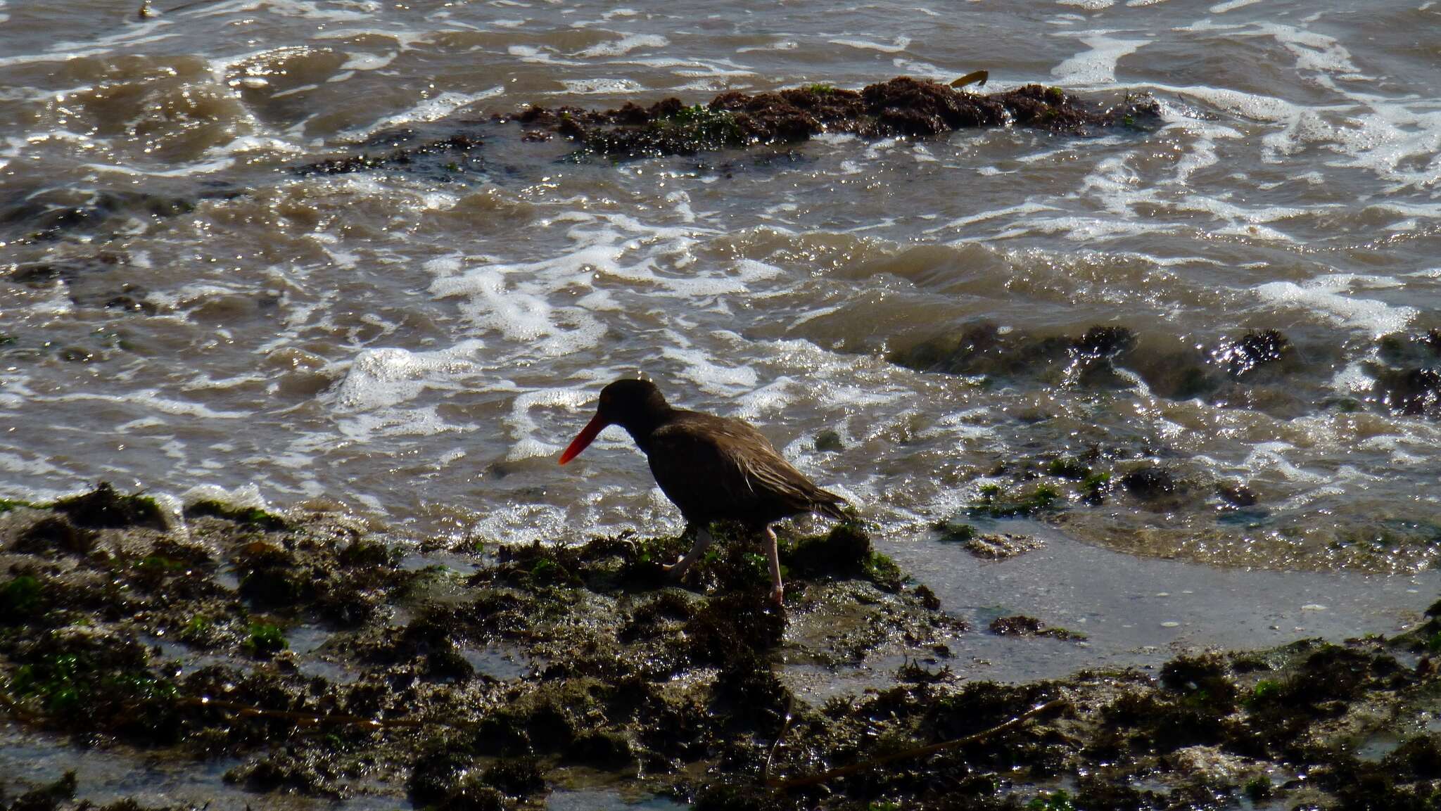 Image of Blackish Oystercatcher