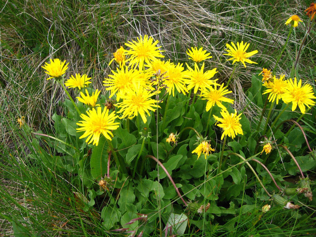 Taraxacum stevenii (Spreng.) DC.的圖片