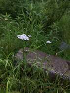 Achillea apiculata Orlova resmi