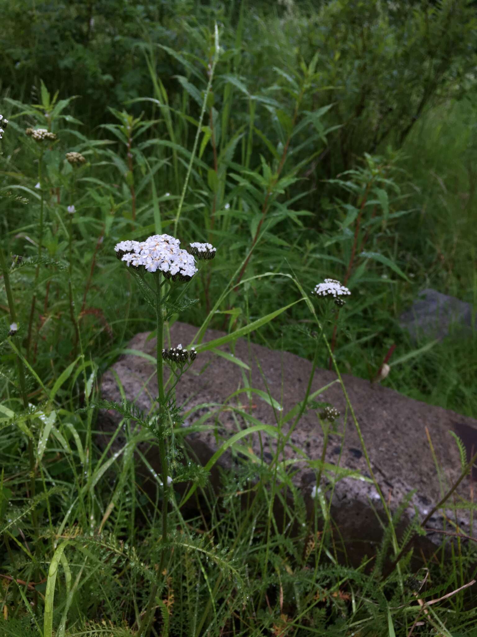 Image of Achillea apiculata Orlova