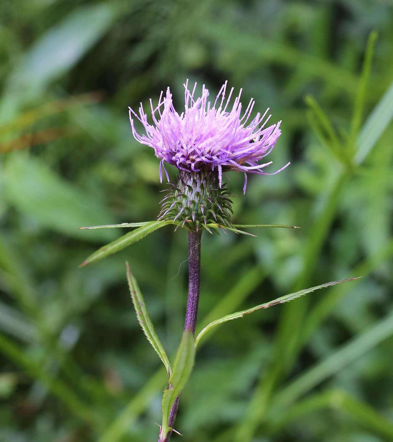 Image of Cirsium nipponicum var. incomptum (Maxim.) Y. Kadota