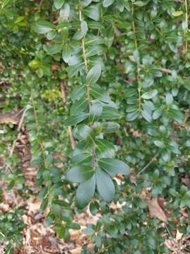 Image of Japanese holly