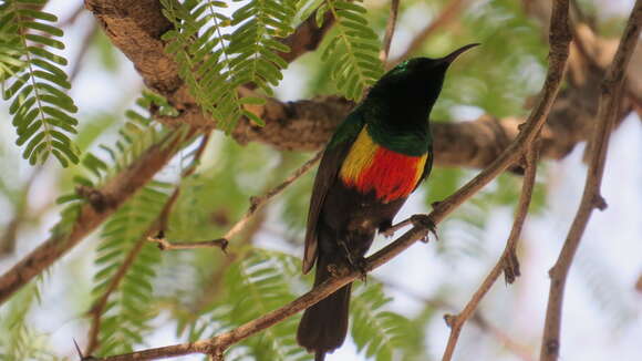 Image of Beautiful Sunbird