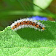 Image of Diacrisia purpurata (Linnaeus 1758)