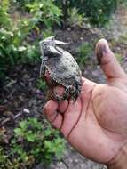 Image of Mexican Horned Lizard