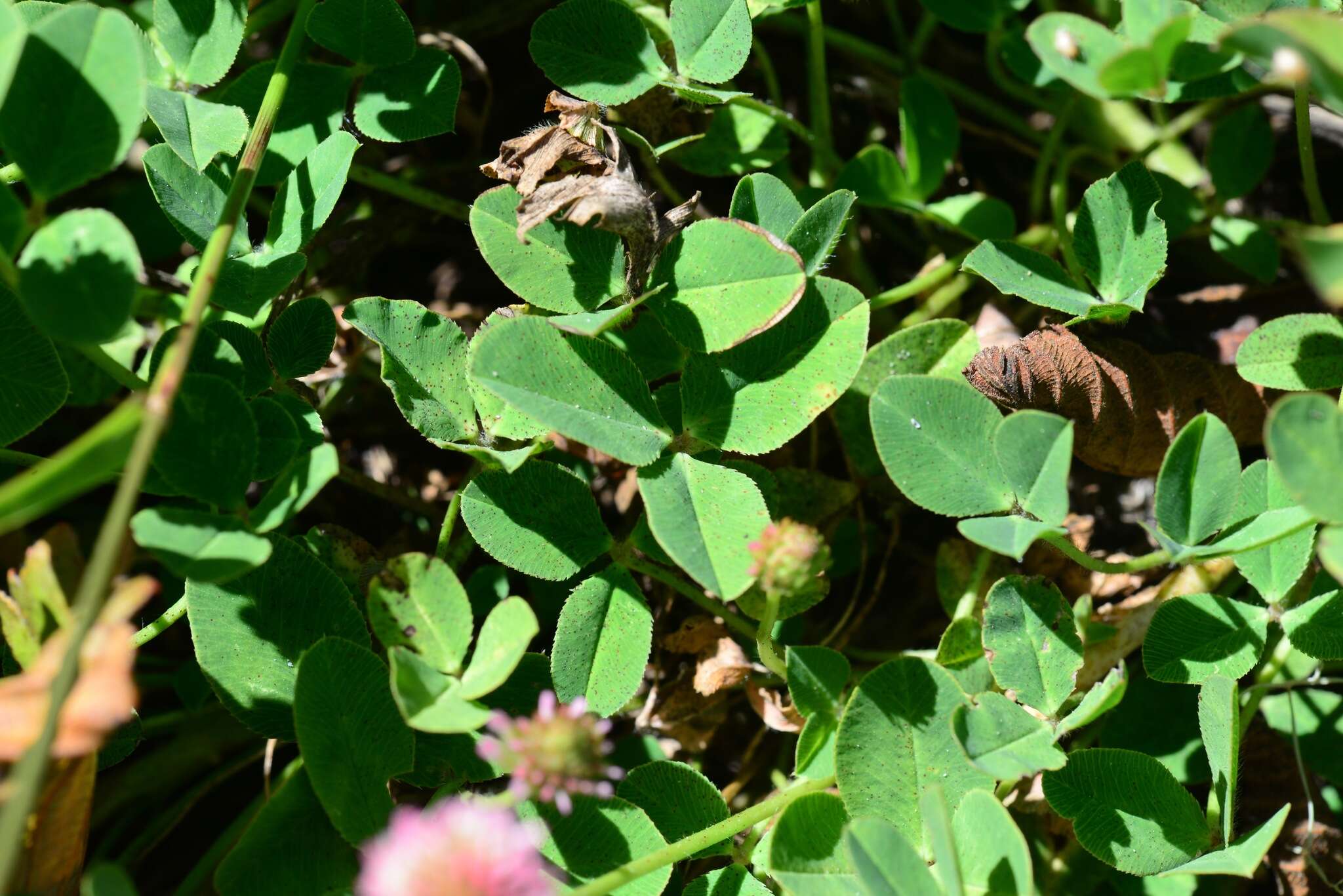 Image of strawberry clover