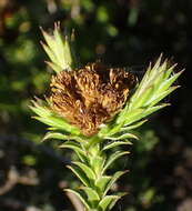 Image of Oedera steyniae (L. Bolus) A. A. Anderberg & K. Bremer