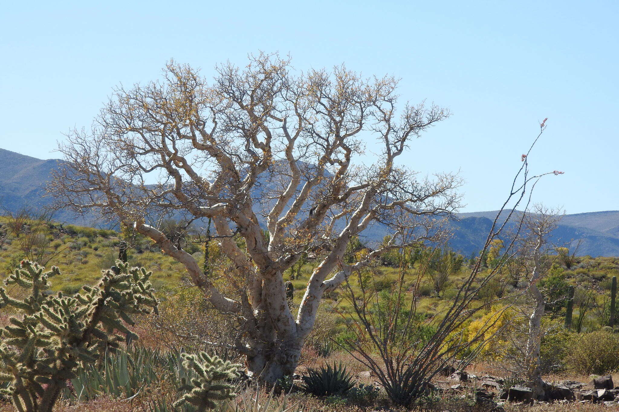 Image of elephant tree