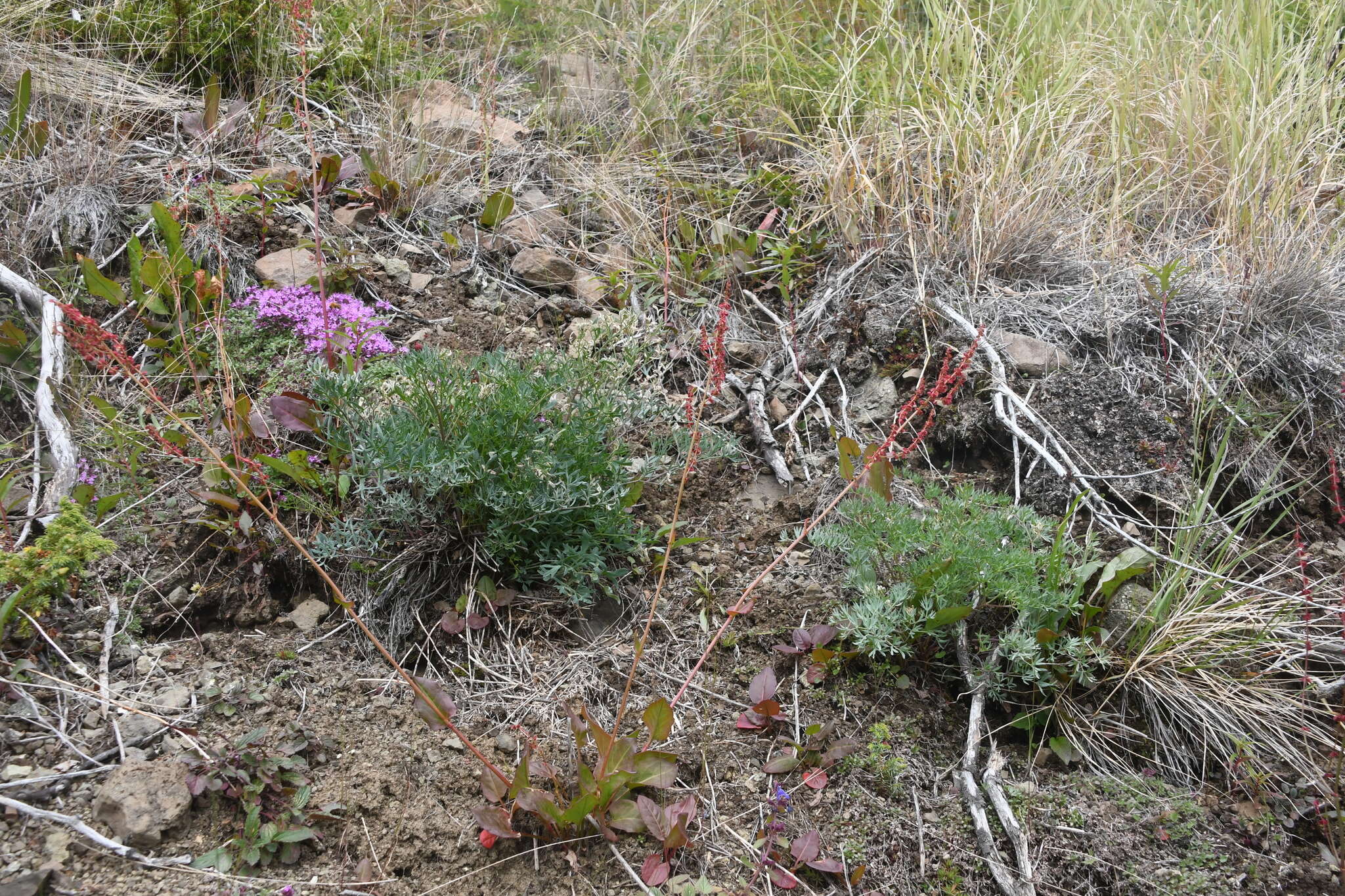 Image of Rumex arifolius All.