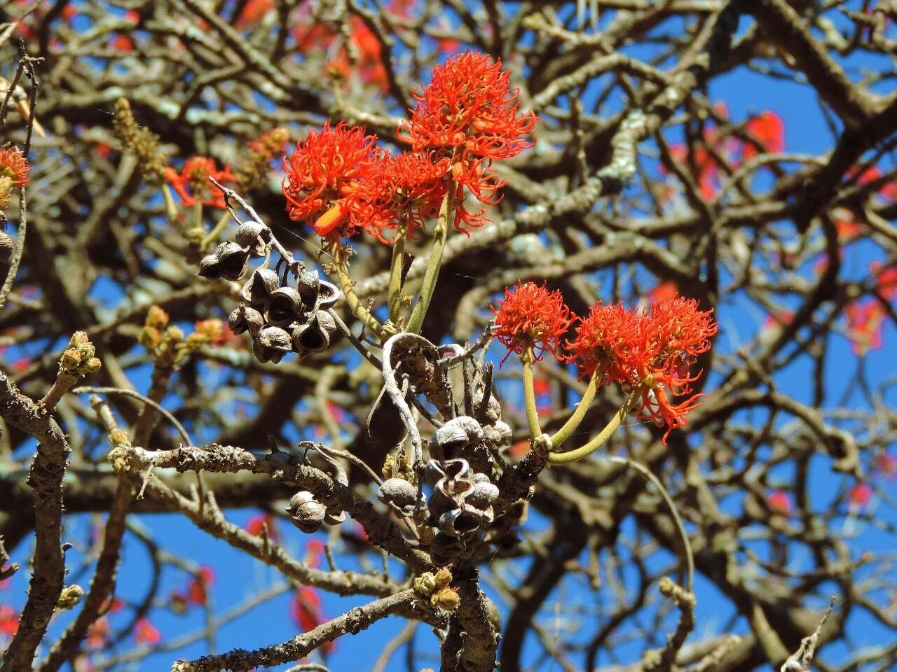 Imagem de Erythrina abyssinica DC.