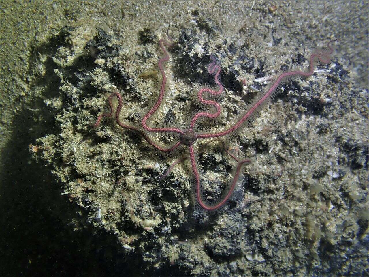 Image of purple-banded brittle star