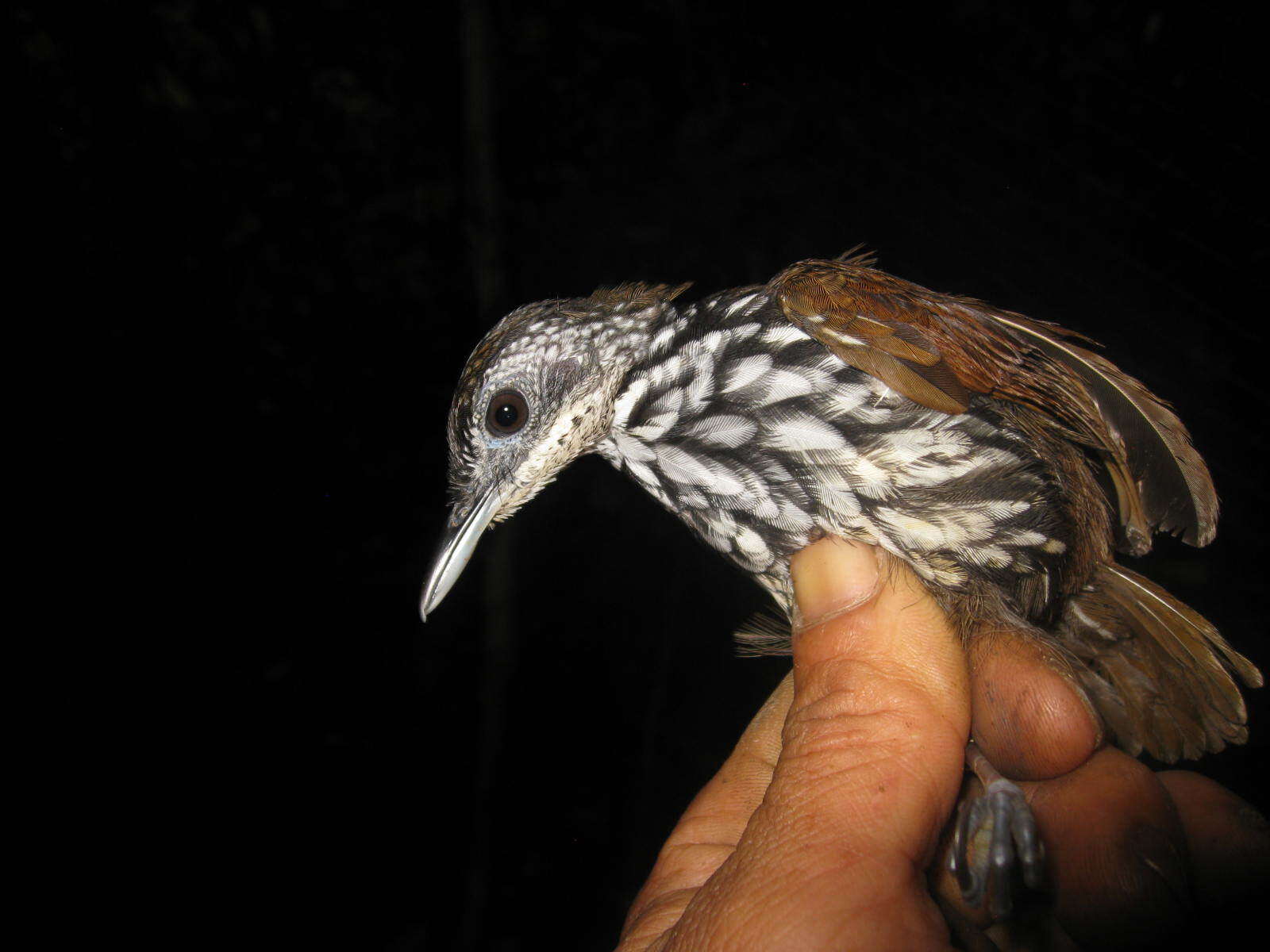 Image of Bornean Wren-Babbler