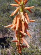 Plancia ëd Aloe glauca Mill.