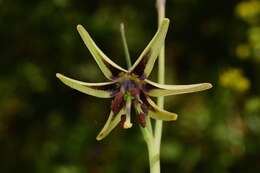 Fritillaria brandegeei Eastw. resmi