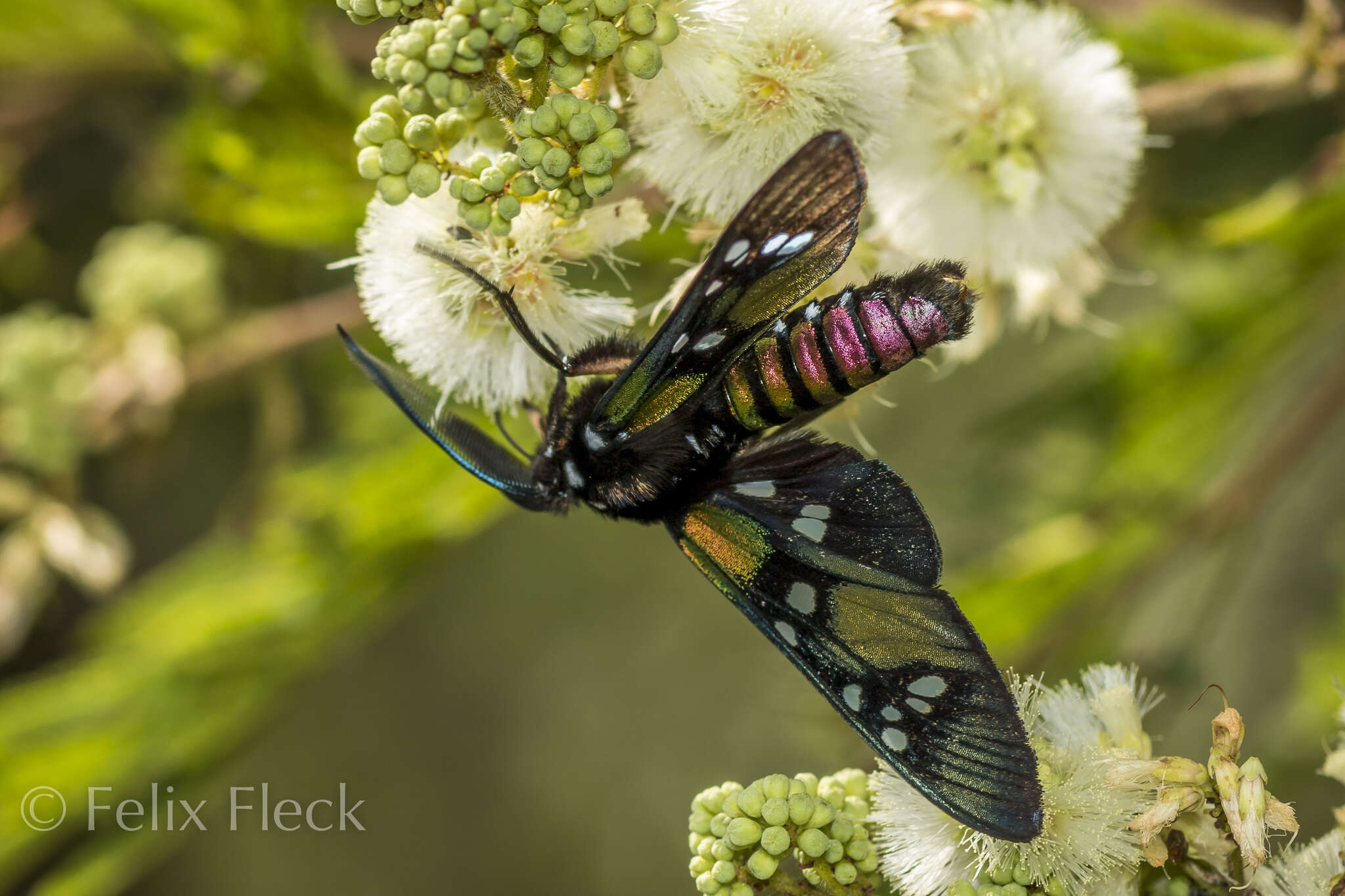 Image of Princely tiger moth