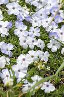 Image of dwarf phlox