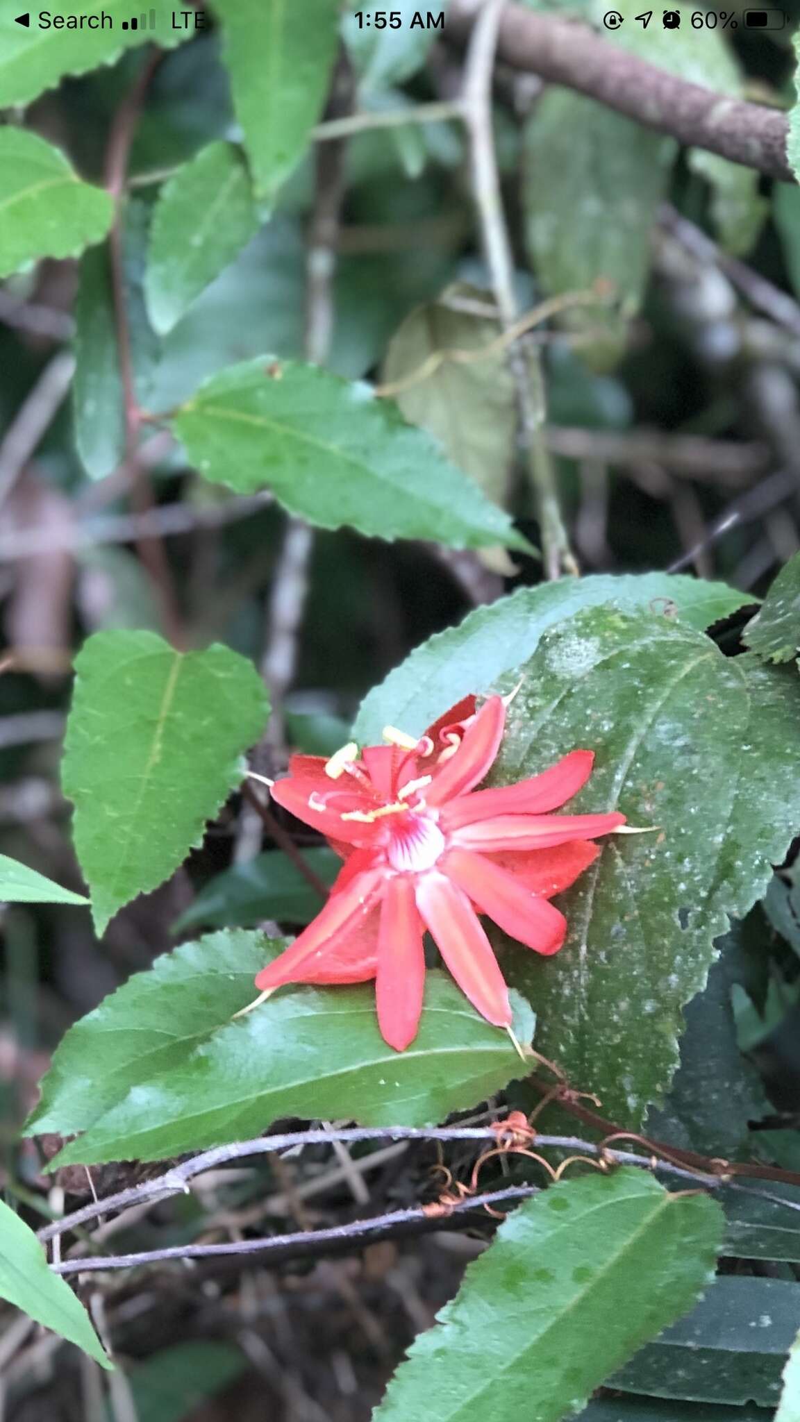 Слика од Passiflora arta Feuillet