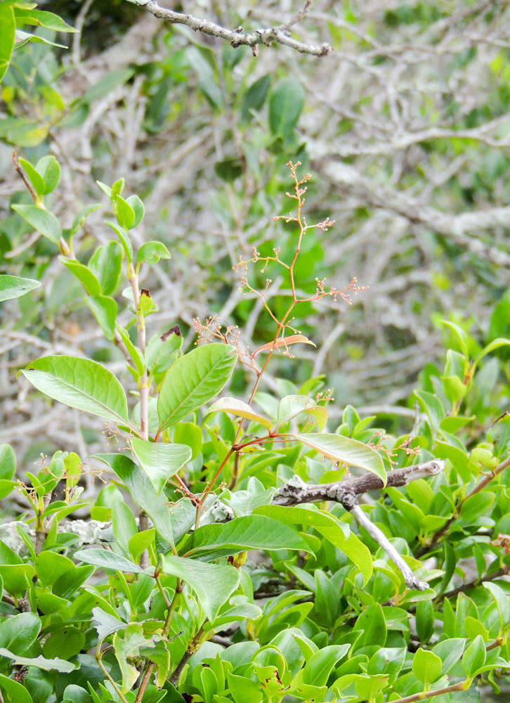 Image of Searsia acocksii (Moffett) Moffett