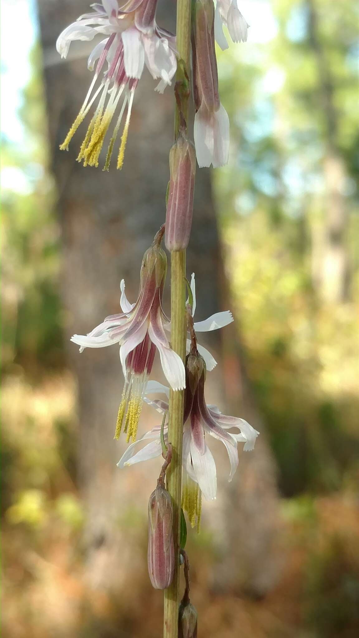 Image de Nabalus autumnalis (Walt.) Weakley