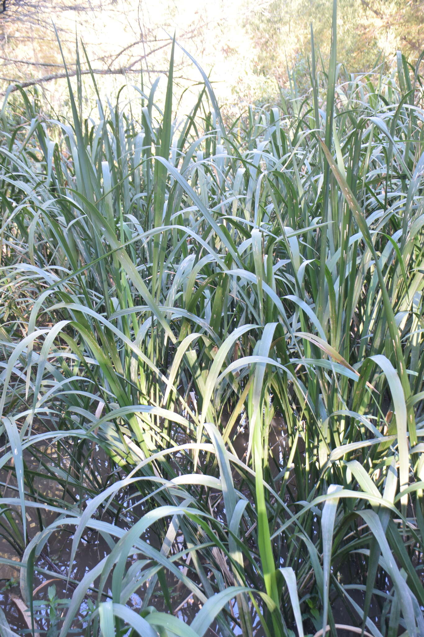 Image of giant cutgrass