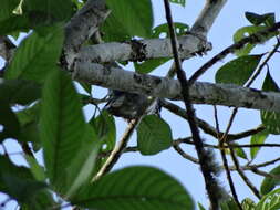 صورة Poecilostreptus cabanisi (Sclater & PL 1868)