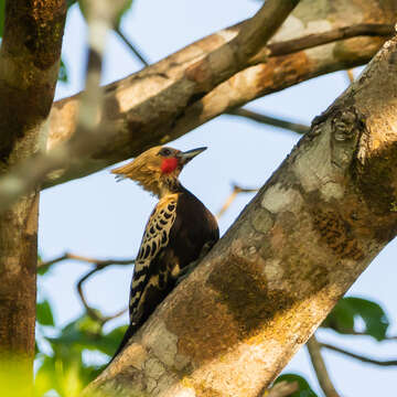 Image of Ochre-backed Woodpecker