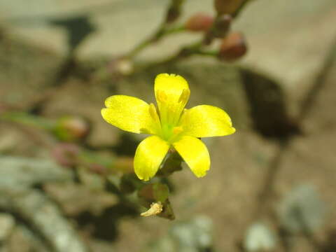 Image of Pinos Altos fameflower