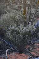 صورة Eremophila scoparia (R. Br.) F. Muell.