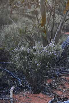 Image of Eremophila scoparia (R. Br.) F. Muell.