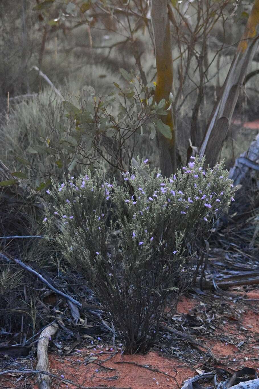 صورة Eremophila scoparia (R. Br.) F. Muell.