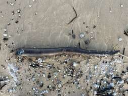 Image of Brown moray