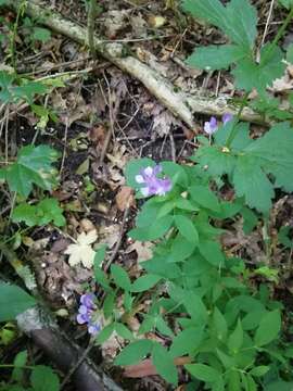 Image of Lathyrus laxiflorus (Desf.) Kuntze