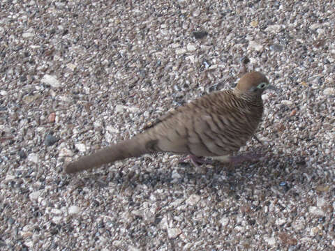 Image of Zebra Dove