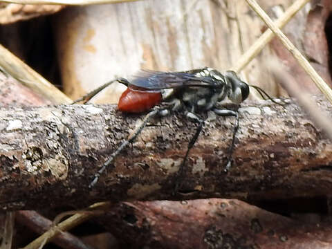 Image of Mud dauber