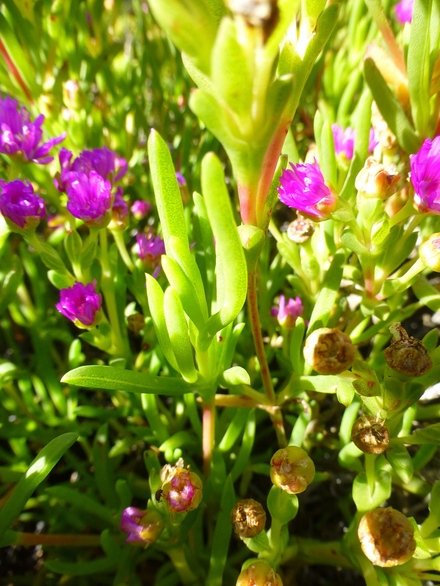 Image of Ruschia macowanii (L. Bol.) Schwant. apud Jacobsen