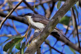 Image of Restless Flycatcher