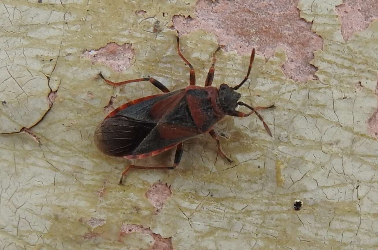 Image of Elm Seed Bug