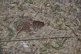 Image of Desert Spadefoot Toad