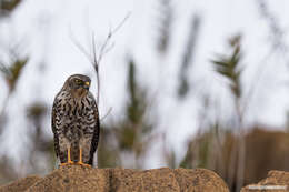 Image of White-bellied Goshawk