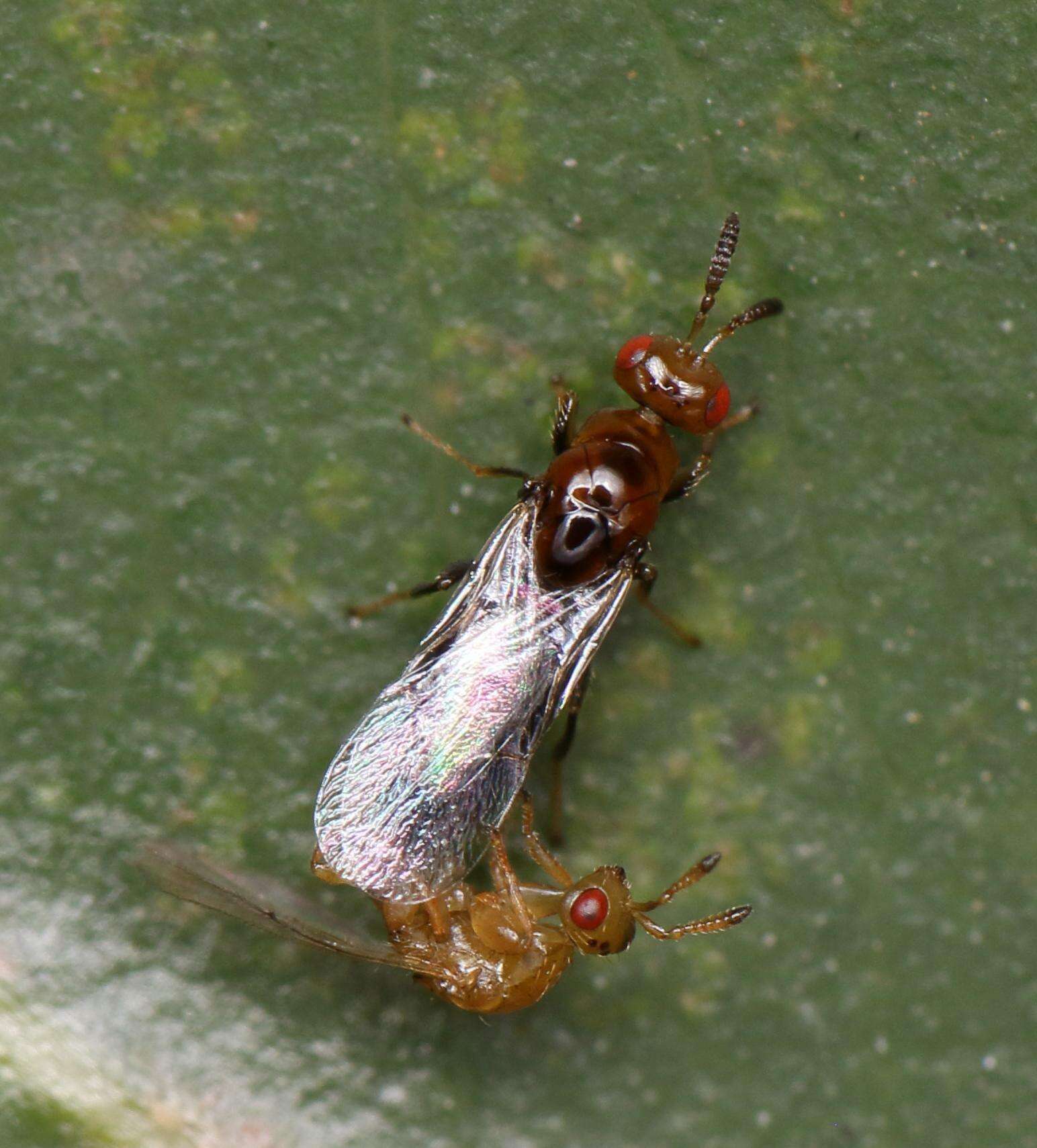 Image of Lachaisea brevimucro (Boucek 1981)