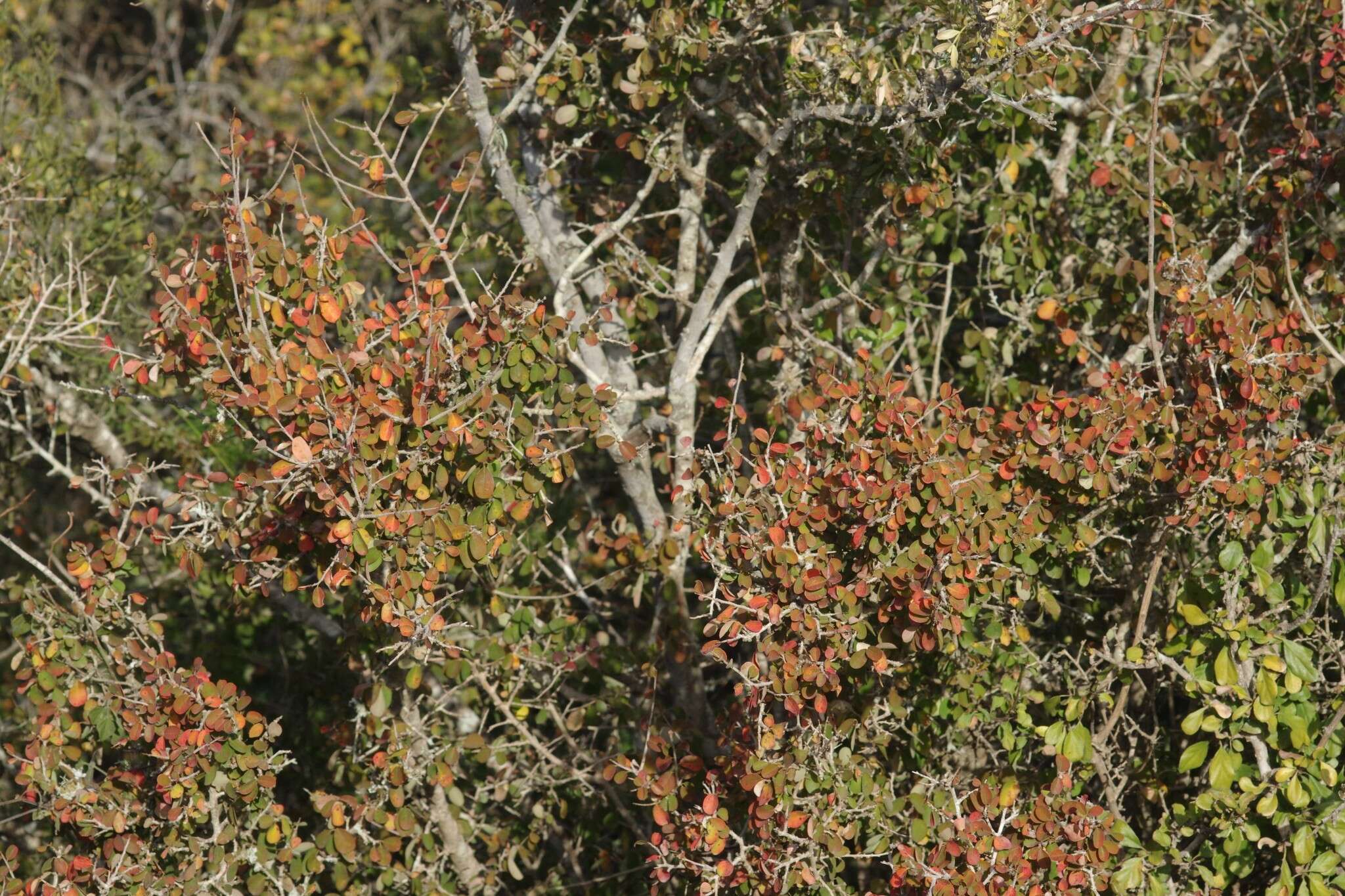 Image of Flueggea verrucosa (Thunb.) G. L. Webster