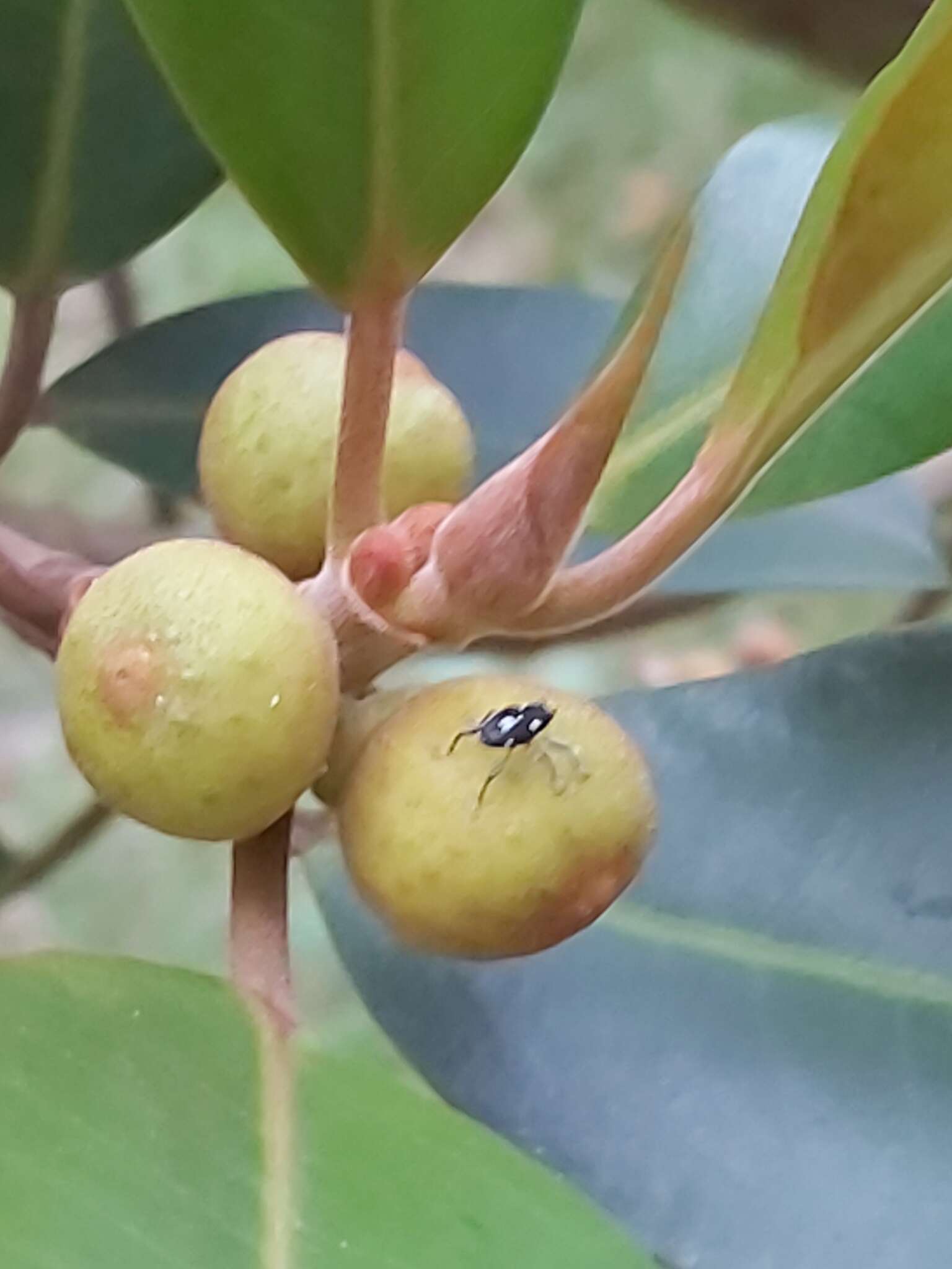 Imagem de Curculio simulator Zimmerman & Oberprieler 2014