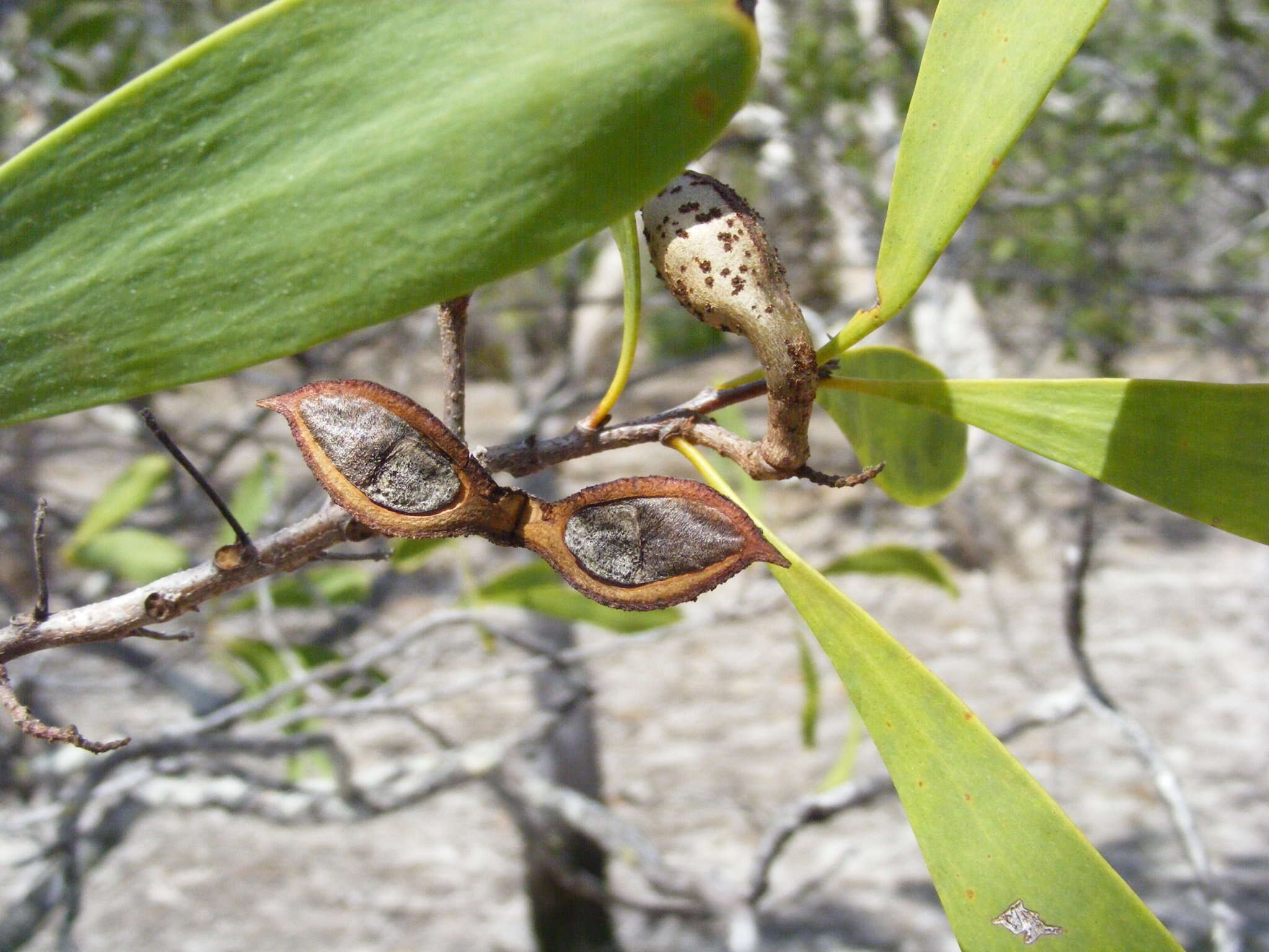 صورة Hakea pedunculata F. Müll.