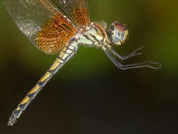 Image of Trithemis monardi Ris 1931