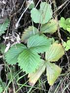 Imagem de Fragaria vesca subsp. californica (Cham. & Schltdl.) Staudt