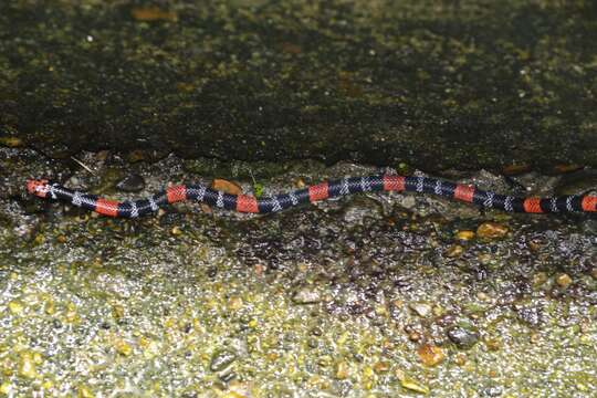 Sivun Micrurus ancoralis (Jan ex Jan & Sordelli 1872) kuva