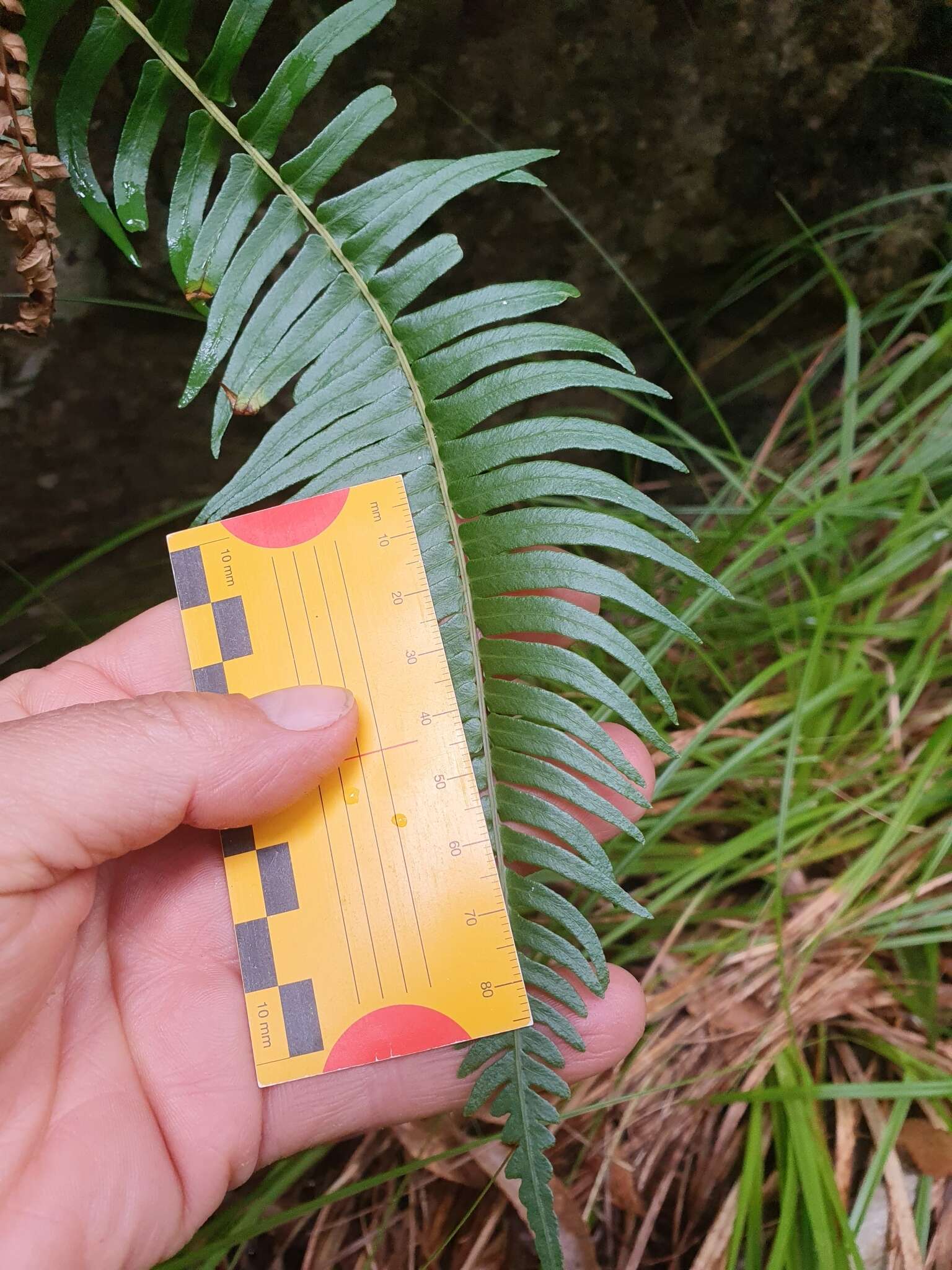 Image of Glossy Deer Fern